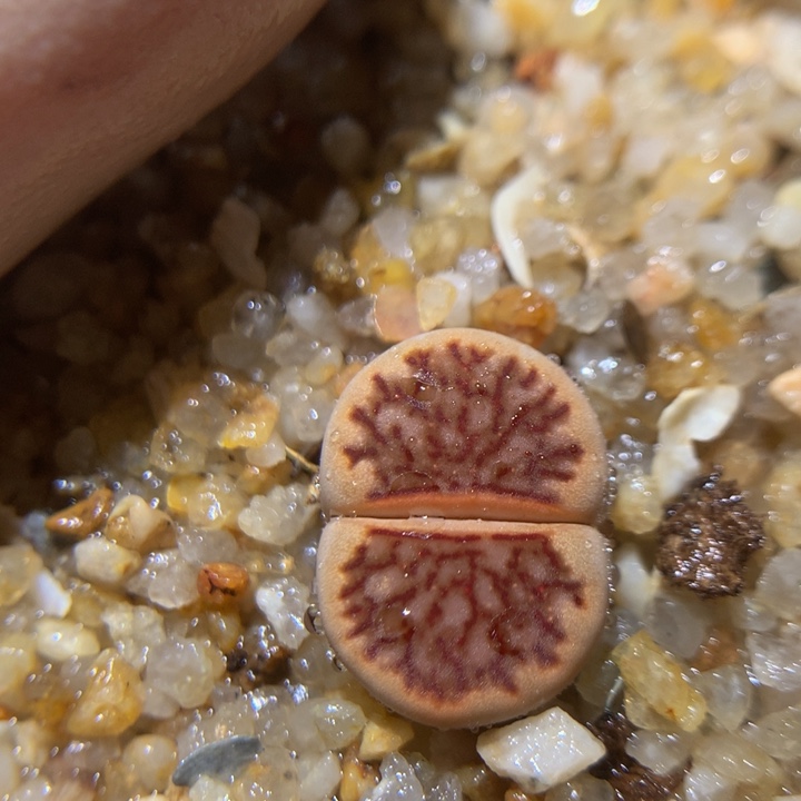 zzx精品生石花329