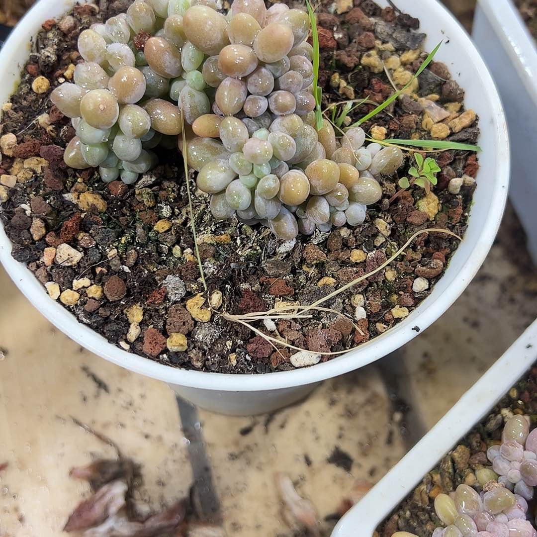 汤圆缀化多肉植物