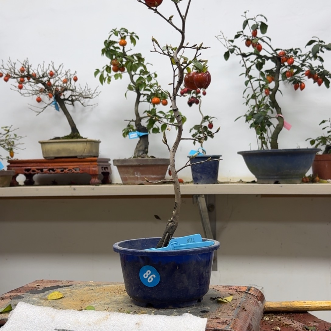 五***形无花朵86顺丰到付不包邮