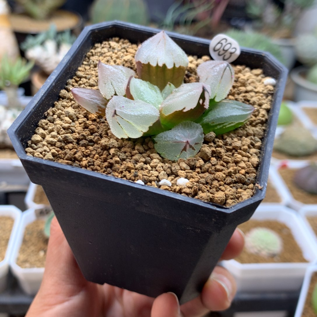 冰玉鸾寿多肉带盆693