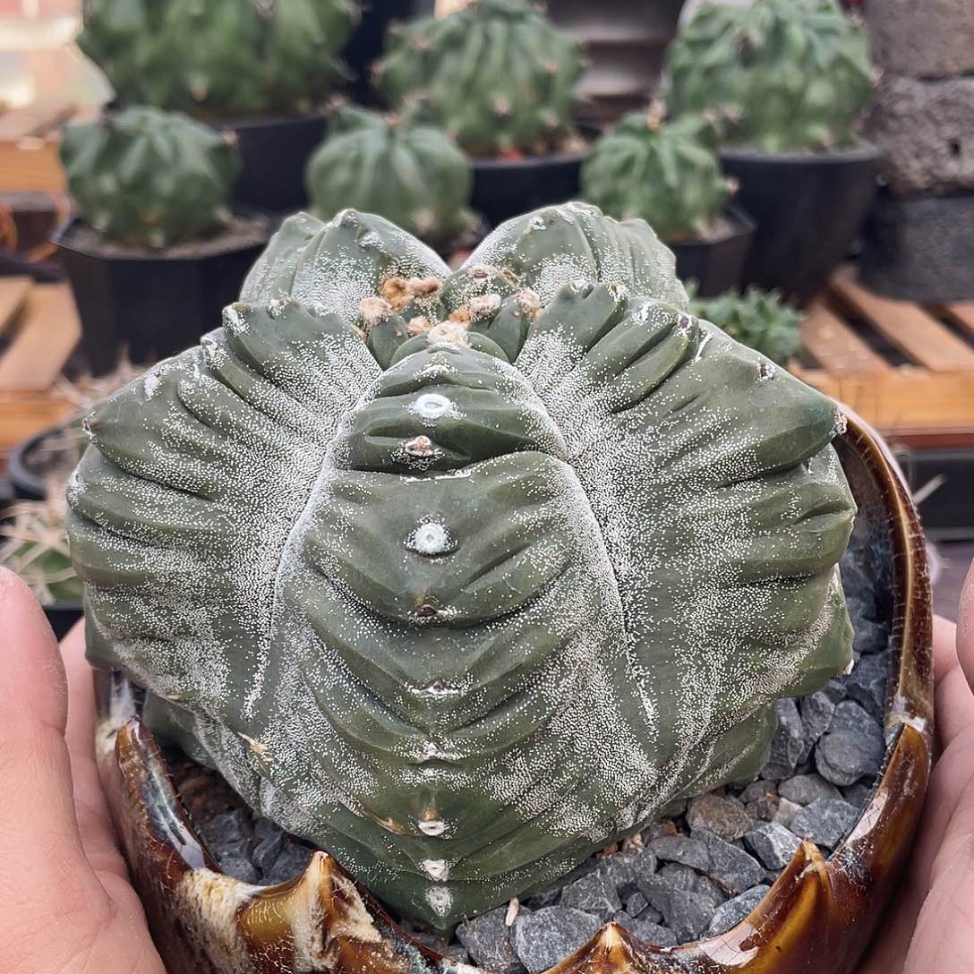 074实生根老桩银沙龟甲鸾凤玉