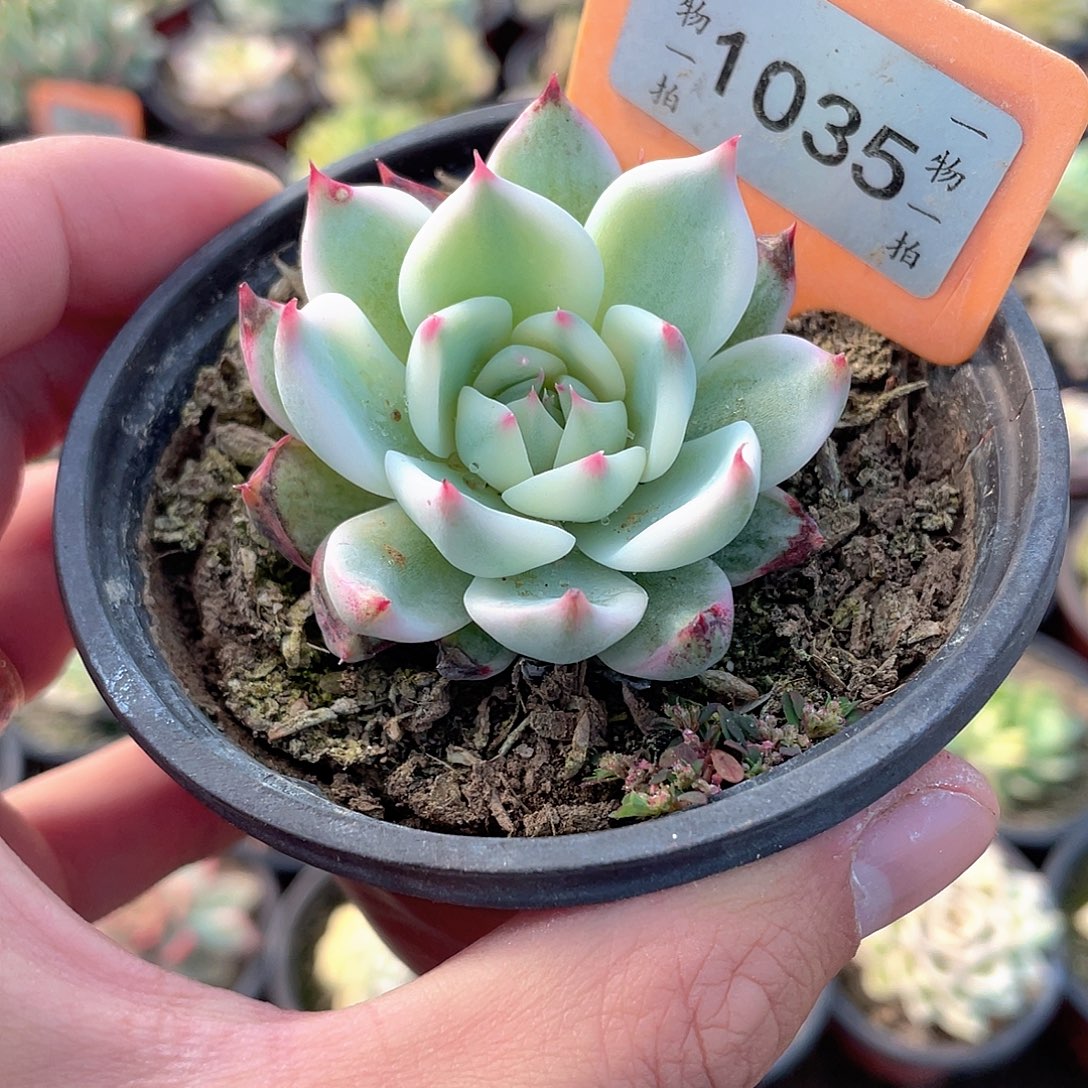 吉娃娃锦1035号多肉小的