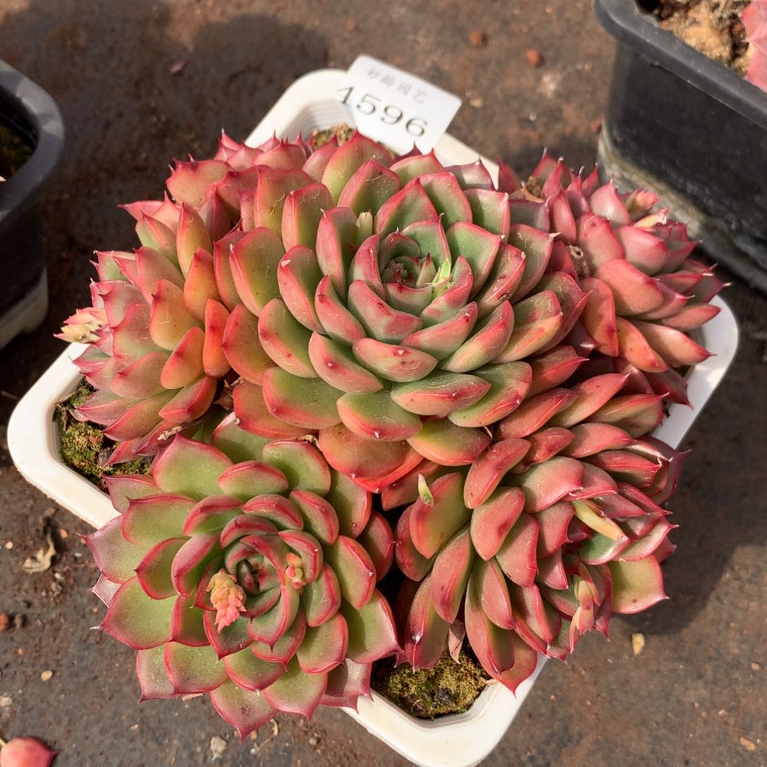 4596新年快乐发发发