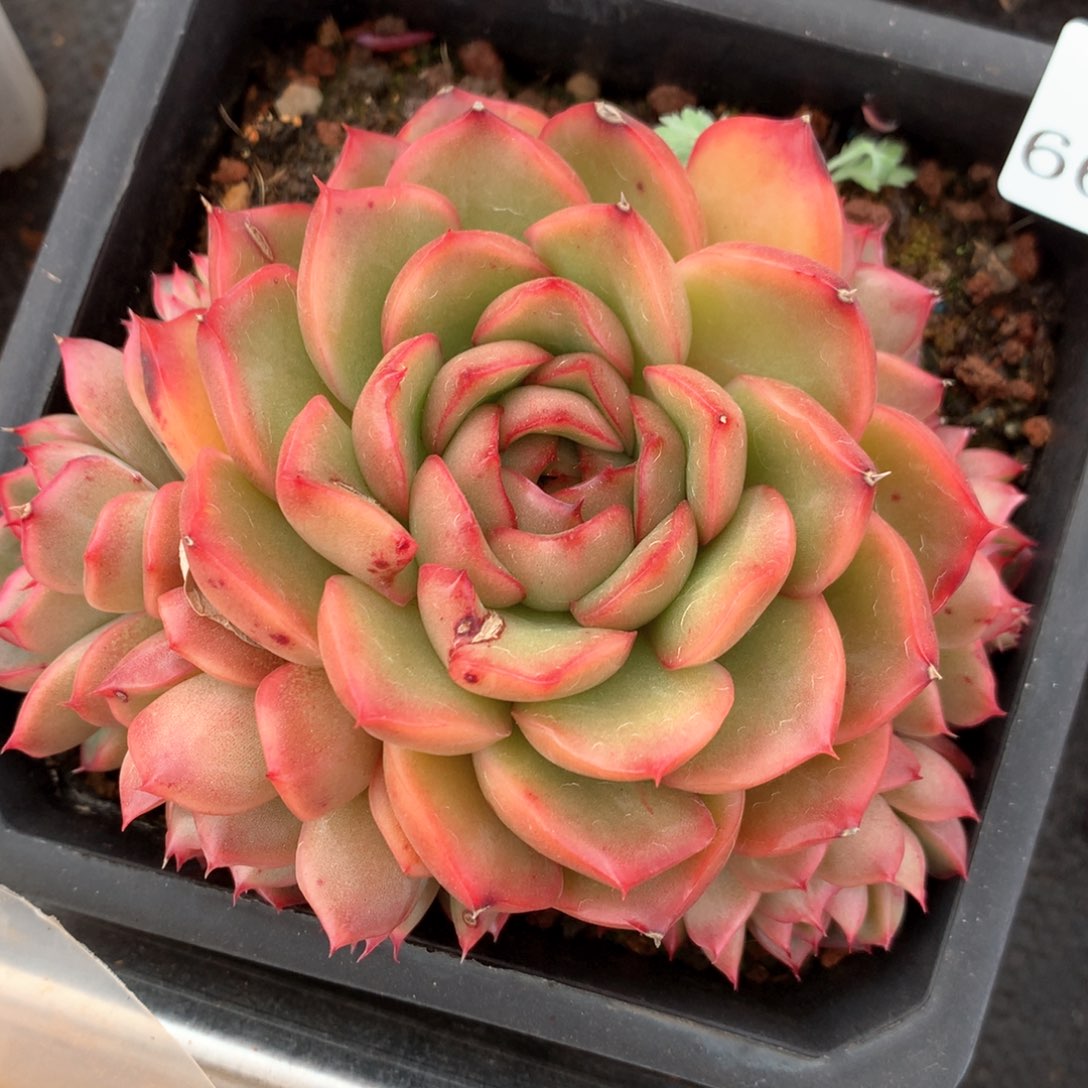 6615杂交多肉植物