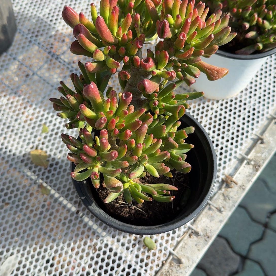 吸财树老庄多肉植物