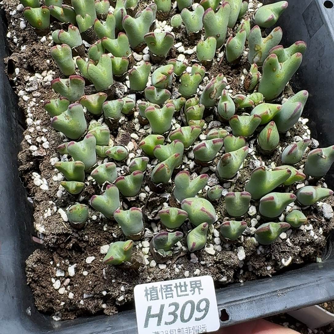 风***生多肉植物的润泽地h