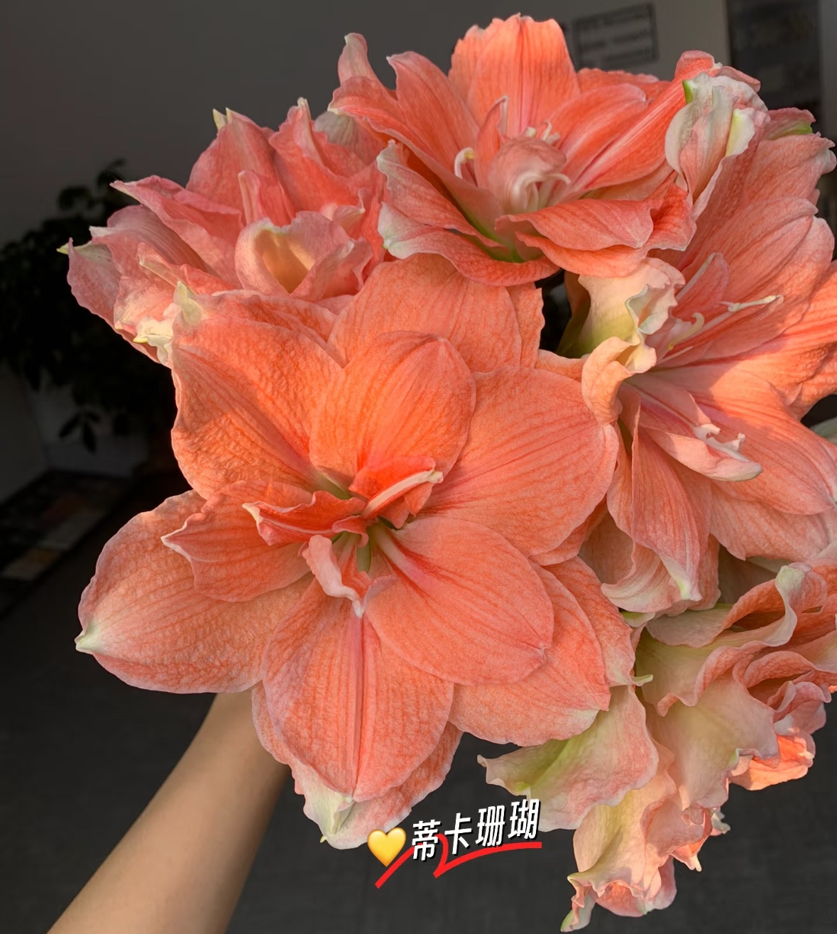 朱顶红种球【珊瑚之星 2.5-3.5厘米左右 1棵】