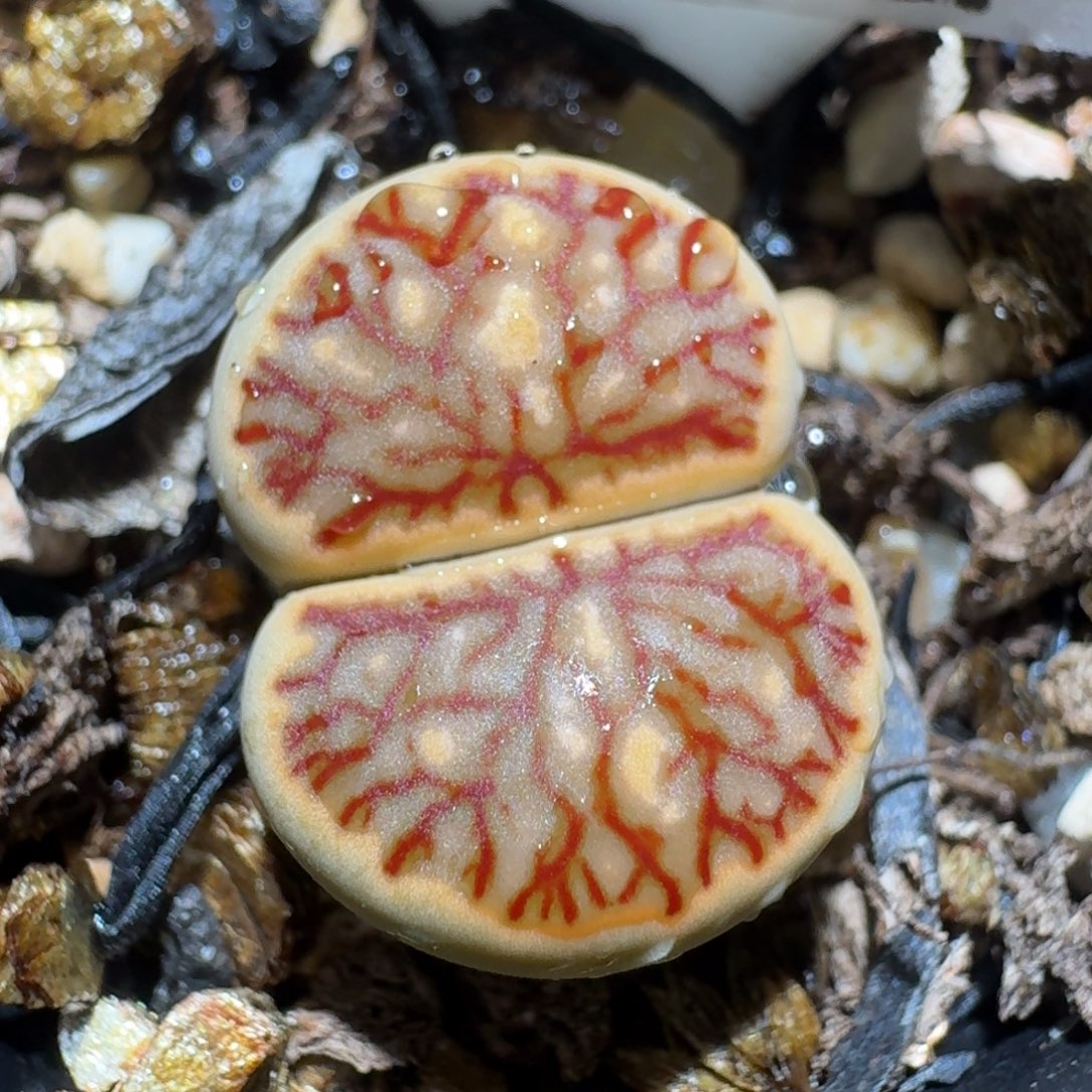 zzz美货也便宜1617