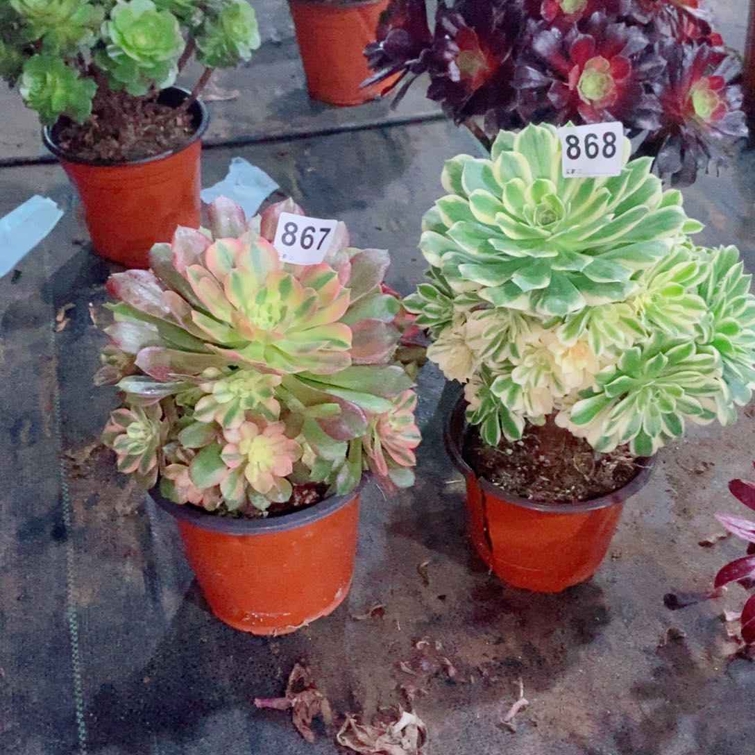组合867868多肉1111