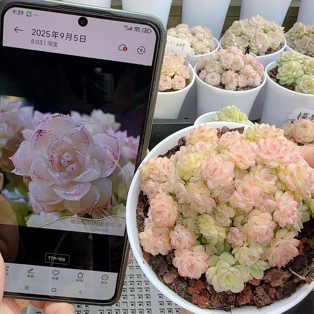 1210-29（ttp-106）优选