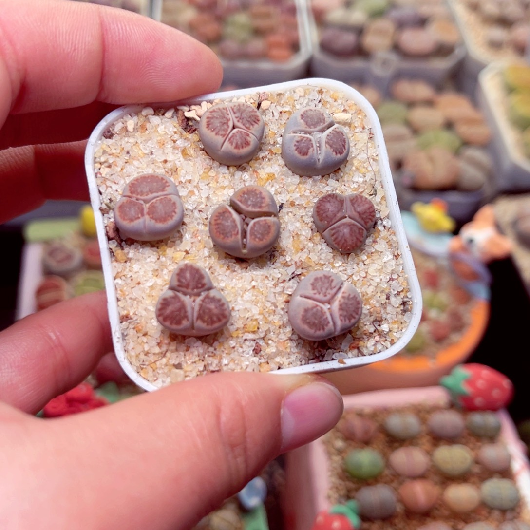 591号带盆盆包邮发货包邮发货