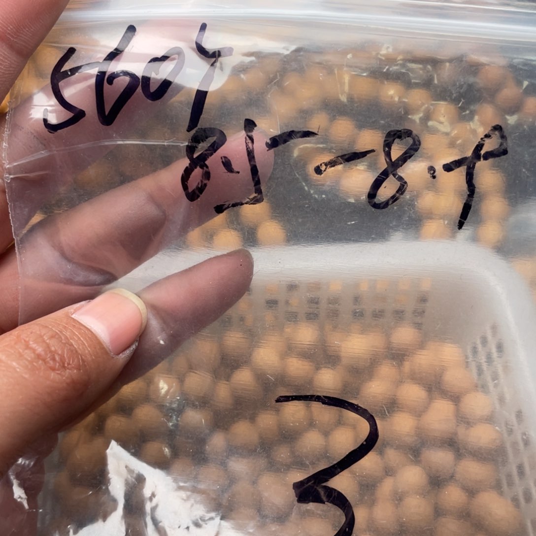 【闪购商品】钦****风散子批发800米