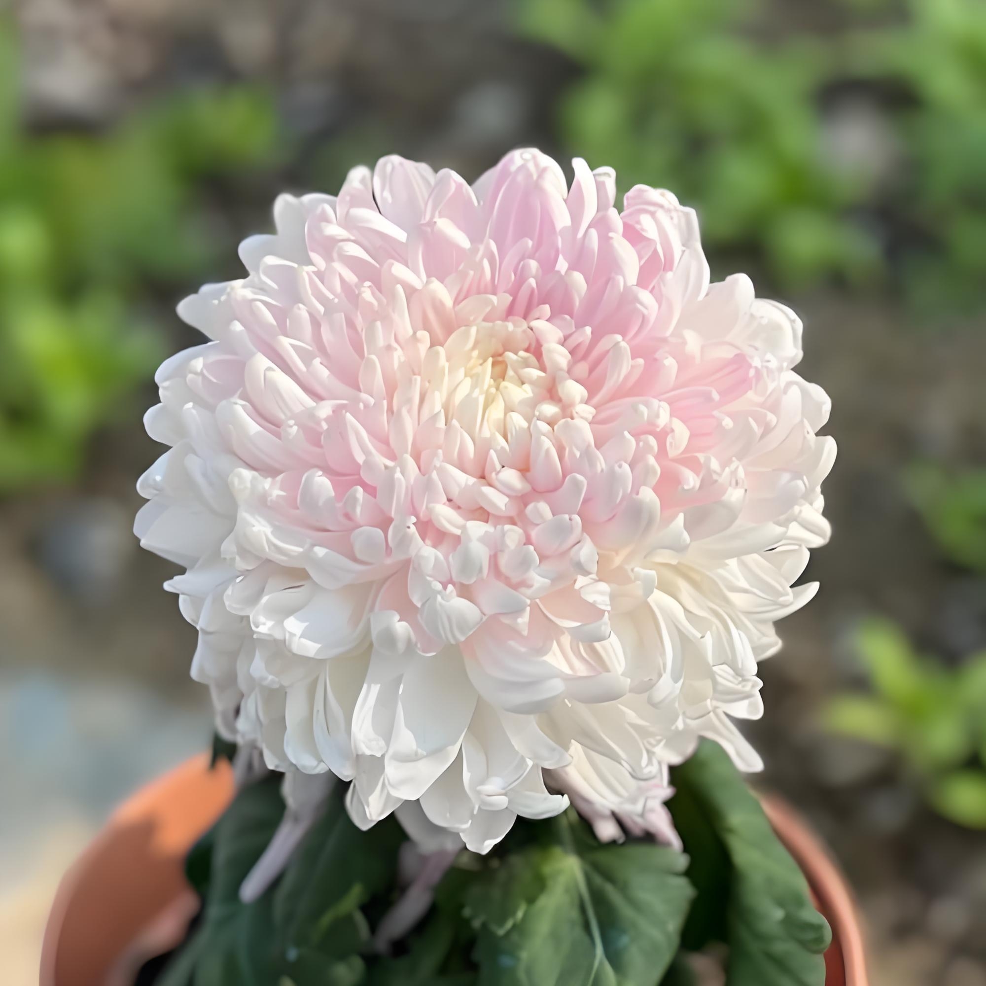 九月菊精品【国华初樱】品种珍贵大花富贵菊 盆栽庭院好养活