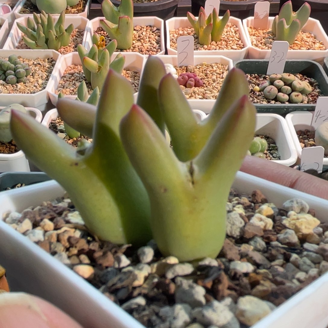 粉体皮卡丘植物一物一拍