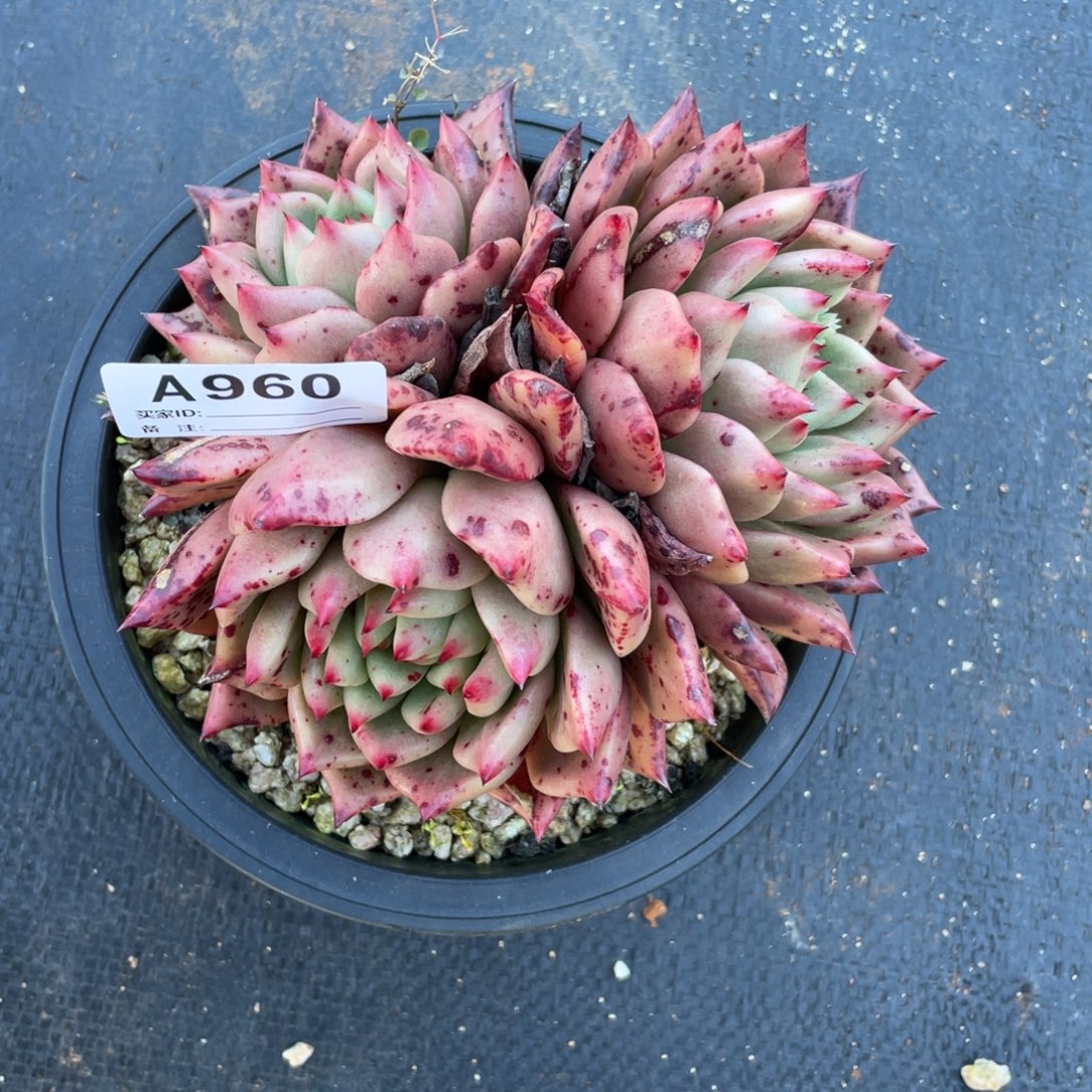 若如东云单拍A960