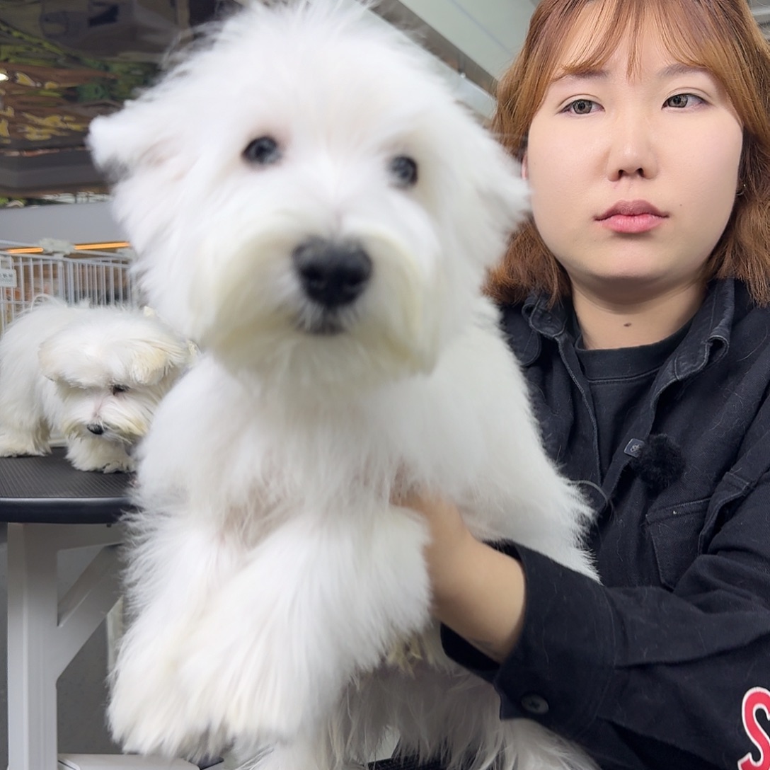 Z***·萌宠西高地宝宝弟弟