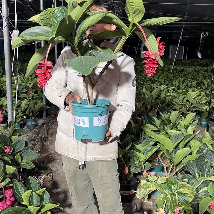 豆***子少量花朵（建议范围：2朵-5朵 或40%以下）