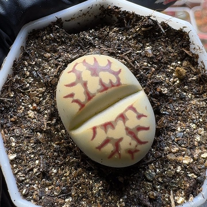 有***鱼生石花111111。  89