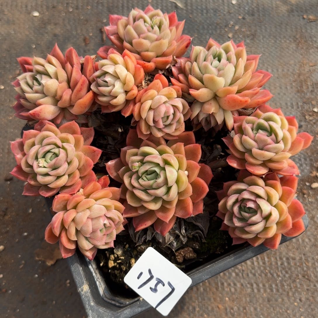 1757新年快乐发发发