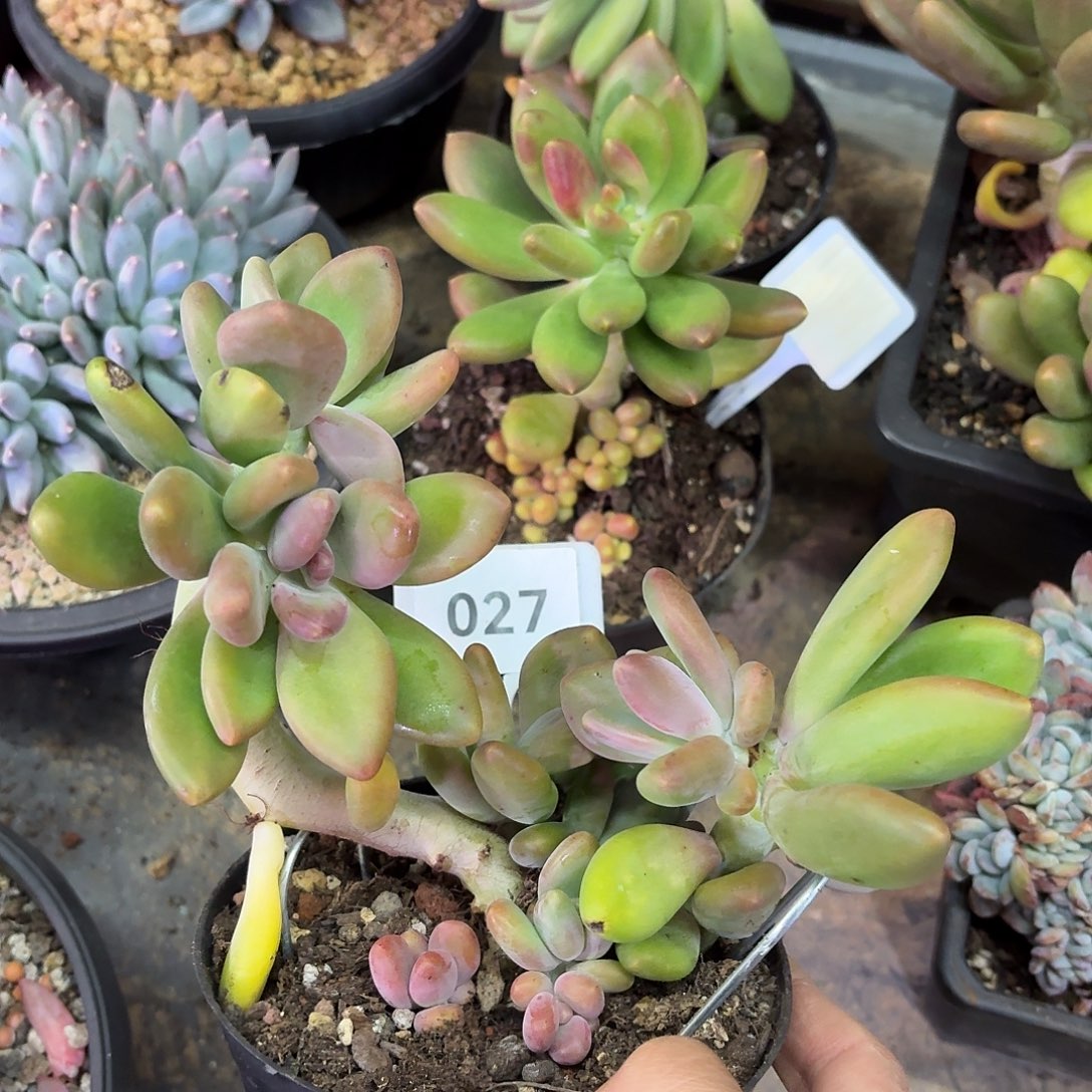 芒果奶55555555555555