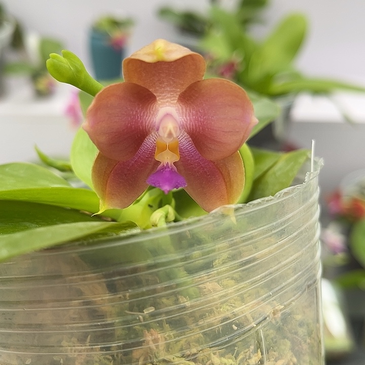 完全开放3.0寸杯焦糖玛奇朵