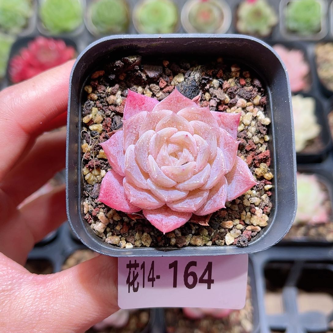 花利美14-164纯爱