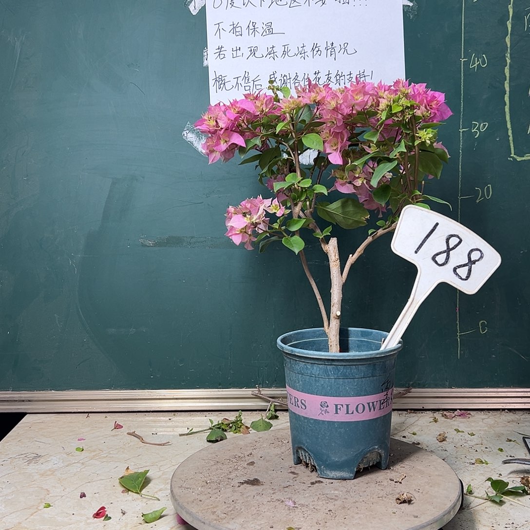 完全开放重瓣粉 188