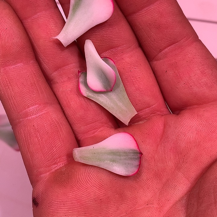 康***画剑斯诺娃叶片，复轮叶