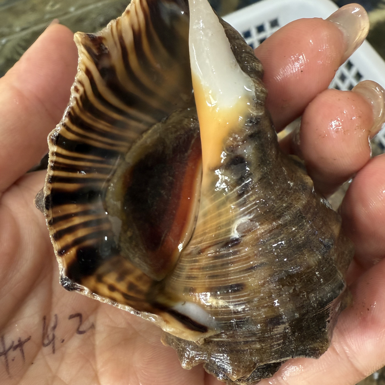 本海海螺中号，6个左右，（2斤）