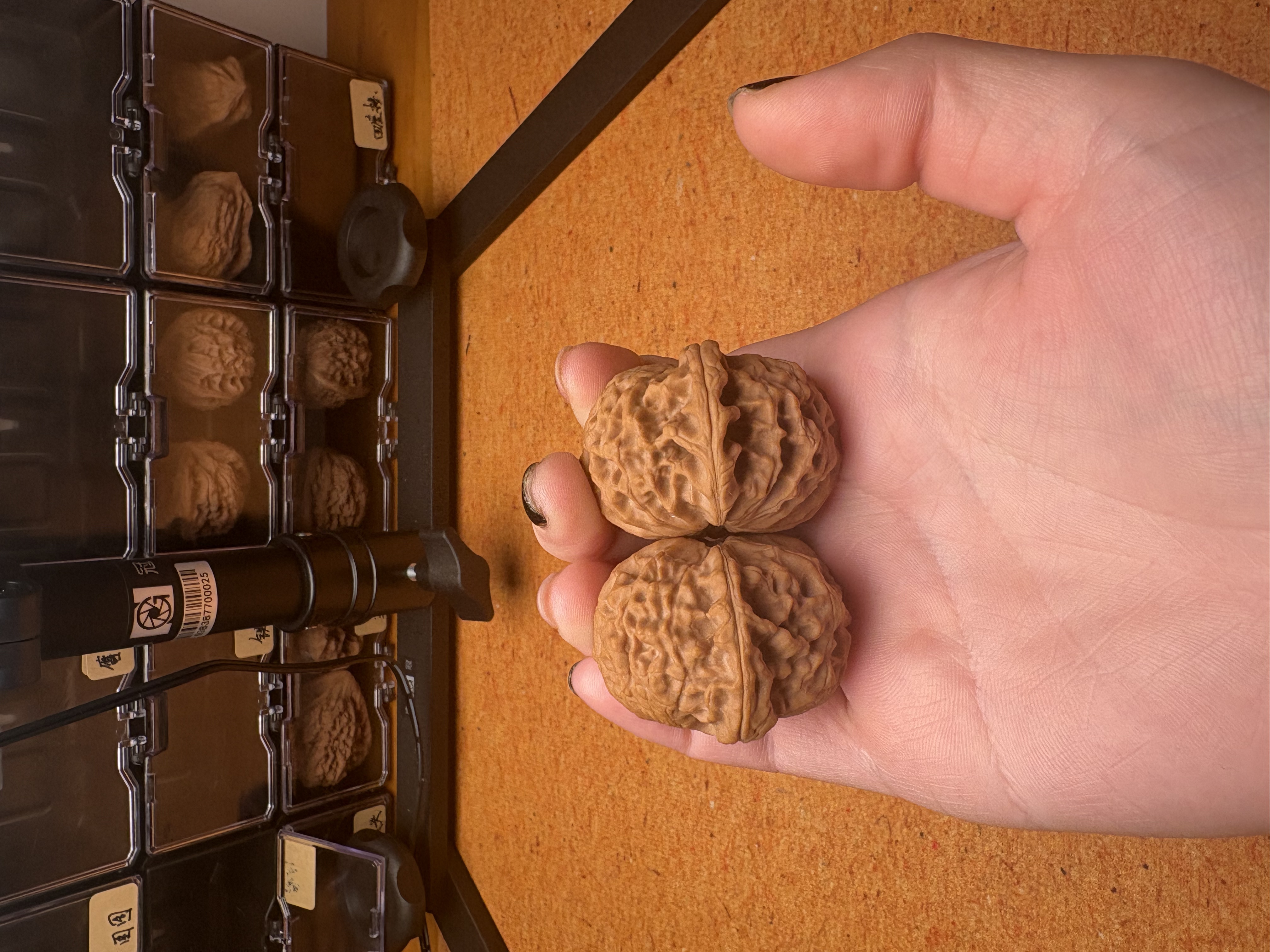 文玩四座楼狮子头麒麟纹麻核桃手把件盘玩包浆精品