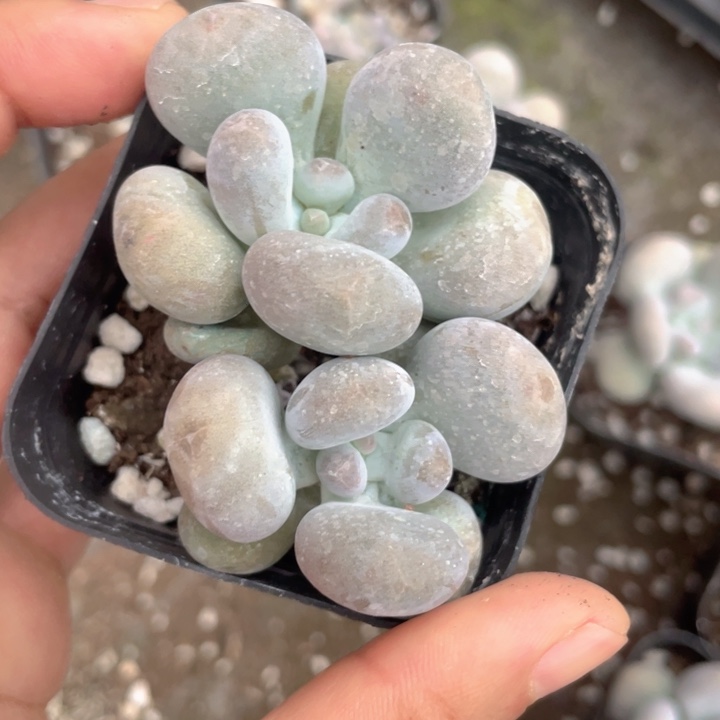 大叶鸡蛋奶随机发满18包邮