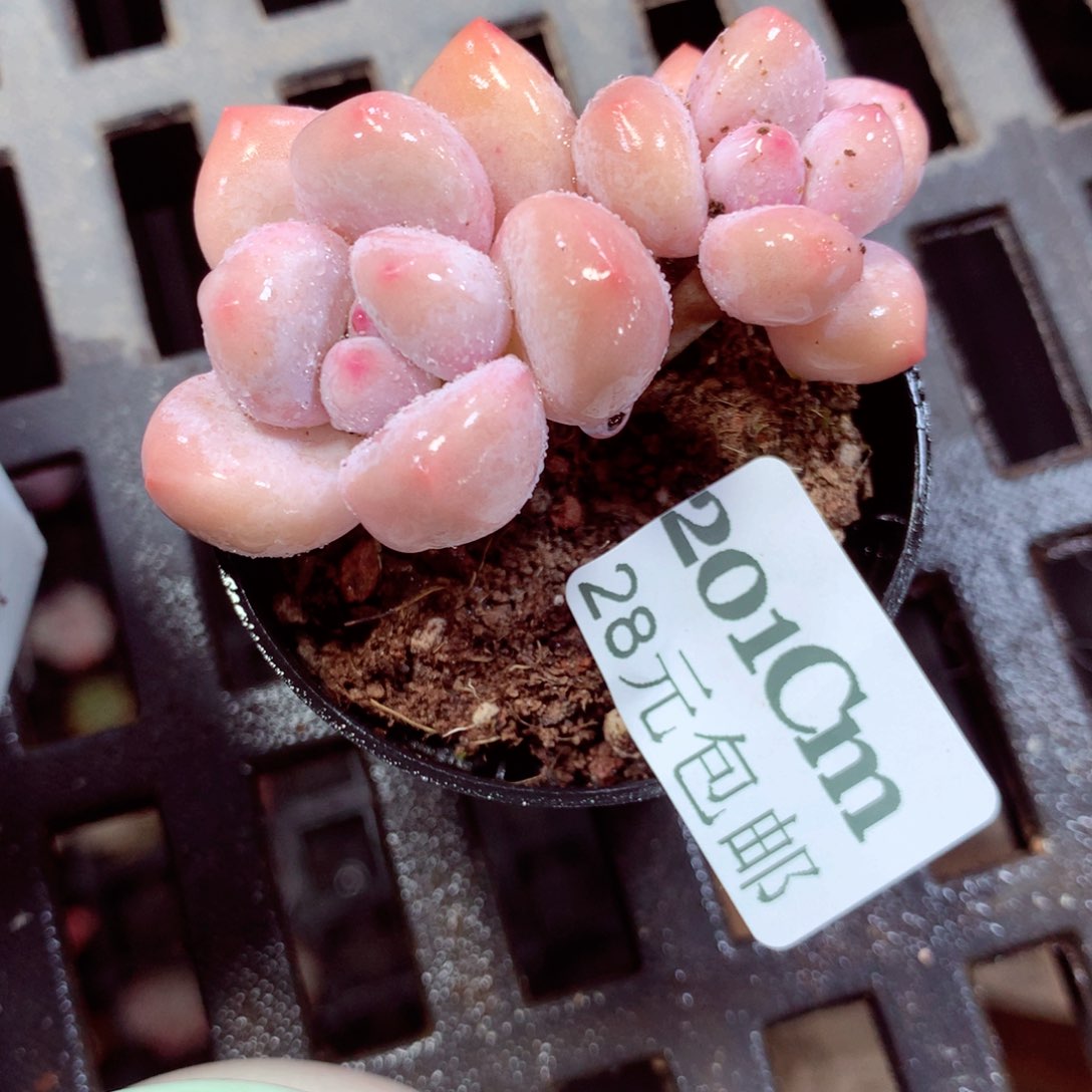 5厘米盆精控多肉201