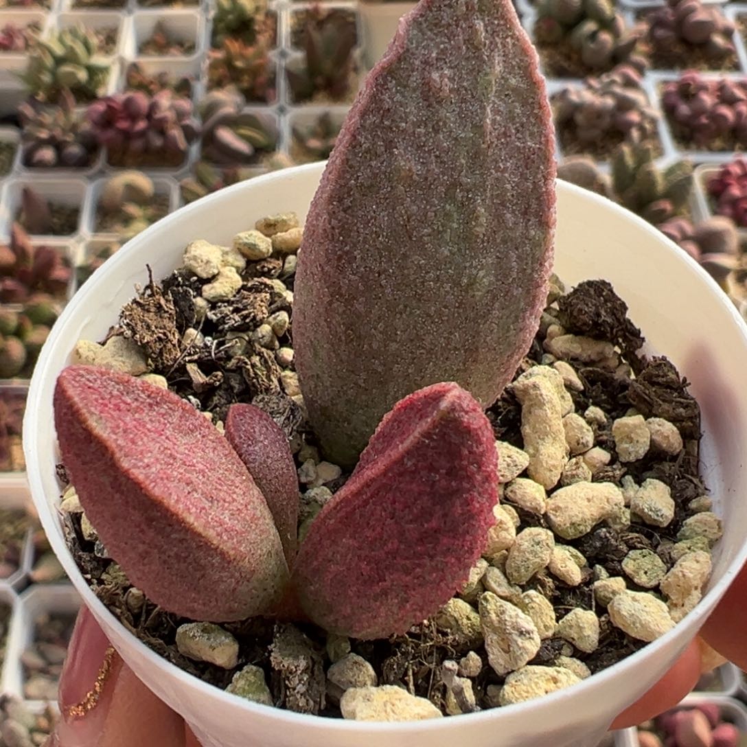 粉红猪肝多肉植物水泡