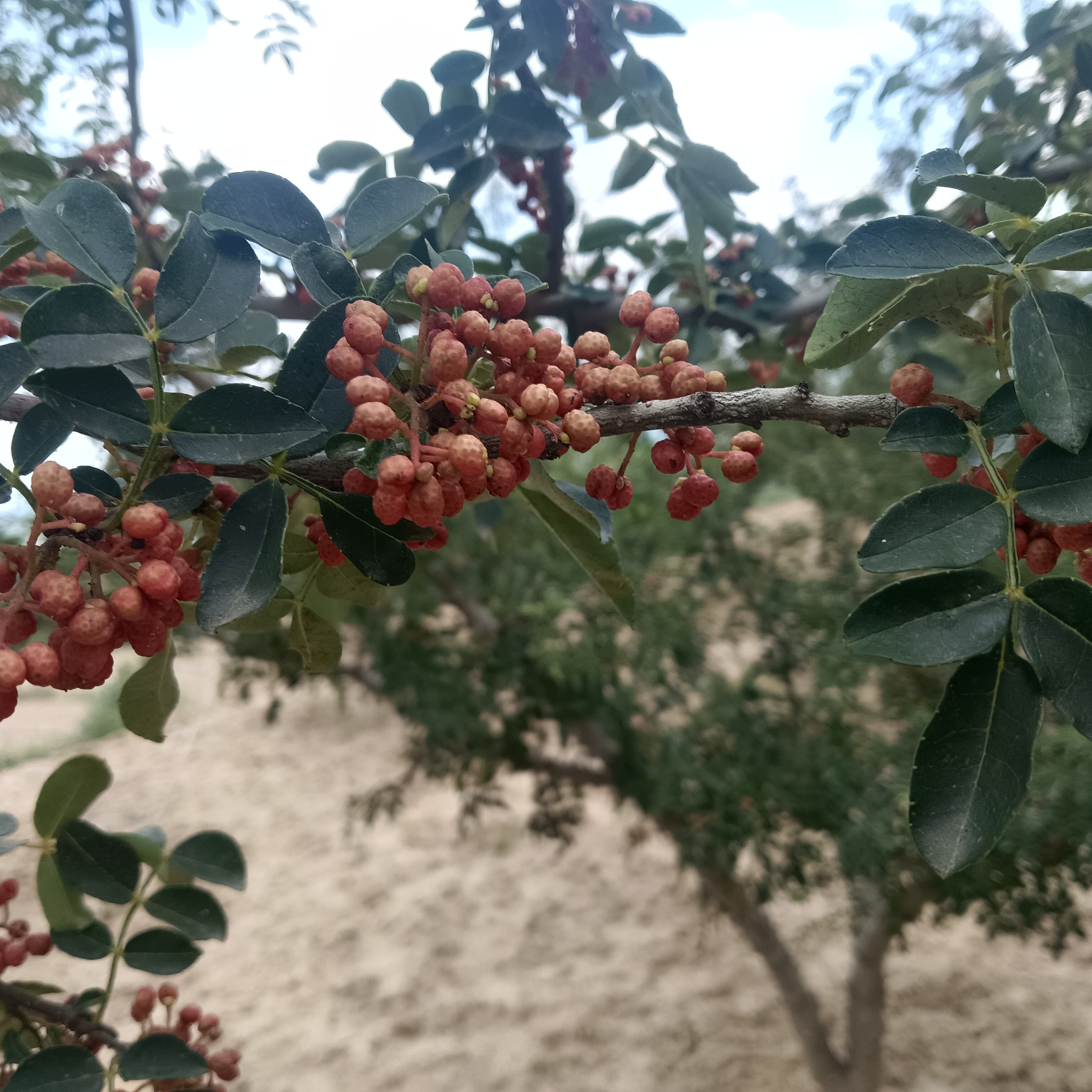 陕西铜川大红袍干红花椒新鲜美味品质佳
