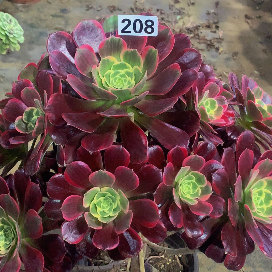 雪多肉金丝雀.208.00000