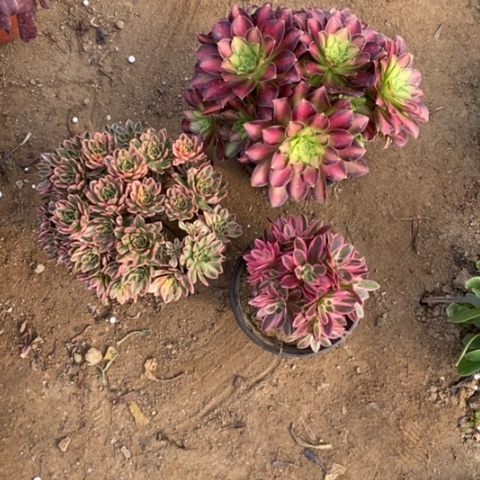多肉植物一物一拍