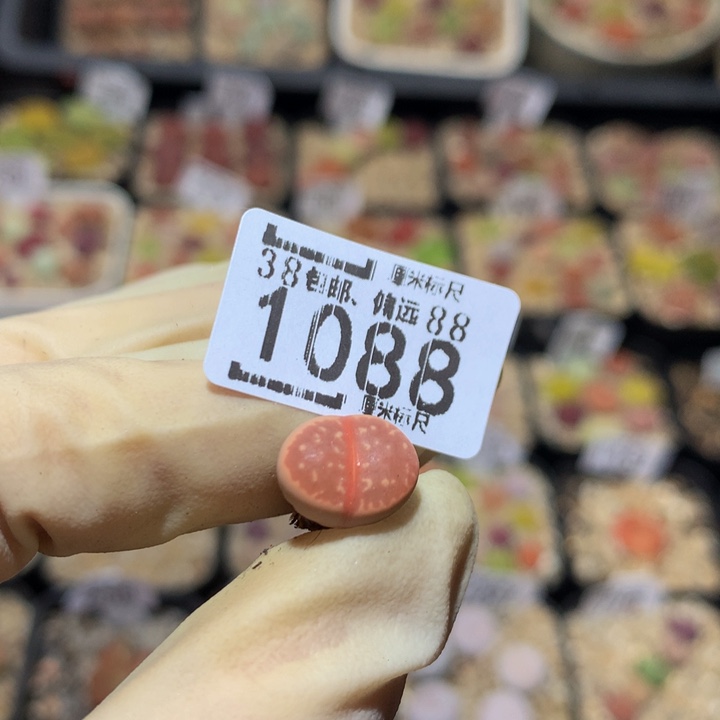 n****儿Sss精品生石花1088