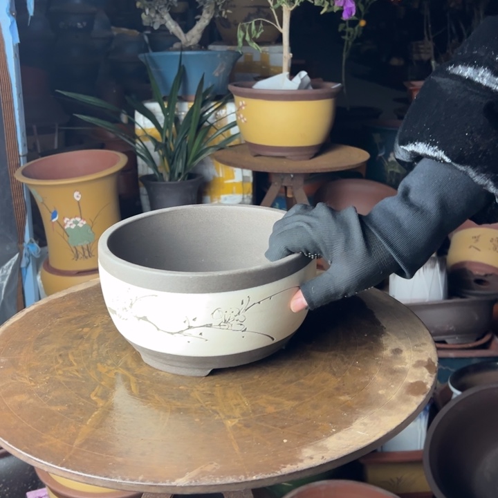 紫砂白色绿萝小HIA教