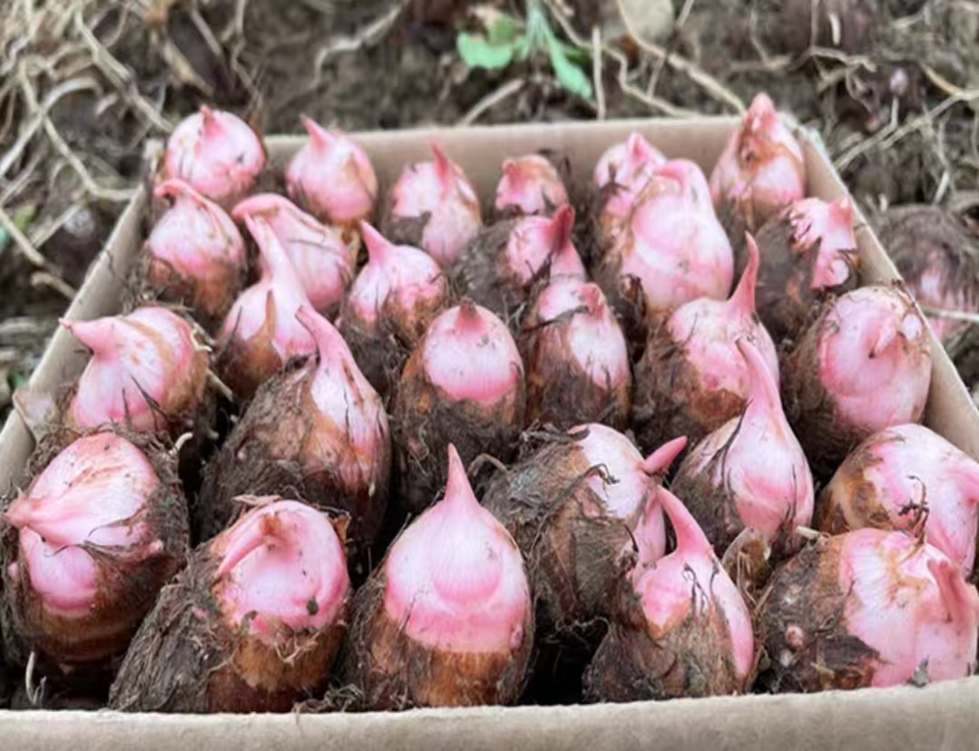 红芋-云南新鲜采摘