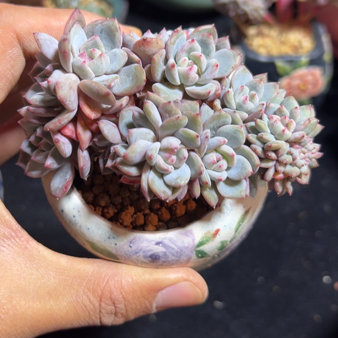 新年快乐 新年快乐