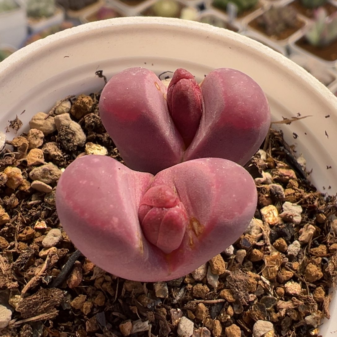 012多肉植物种类多样