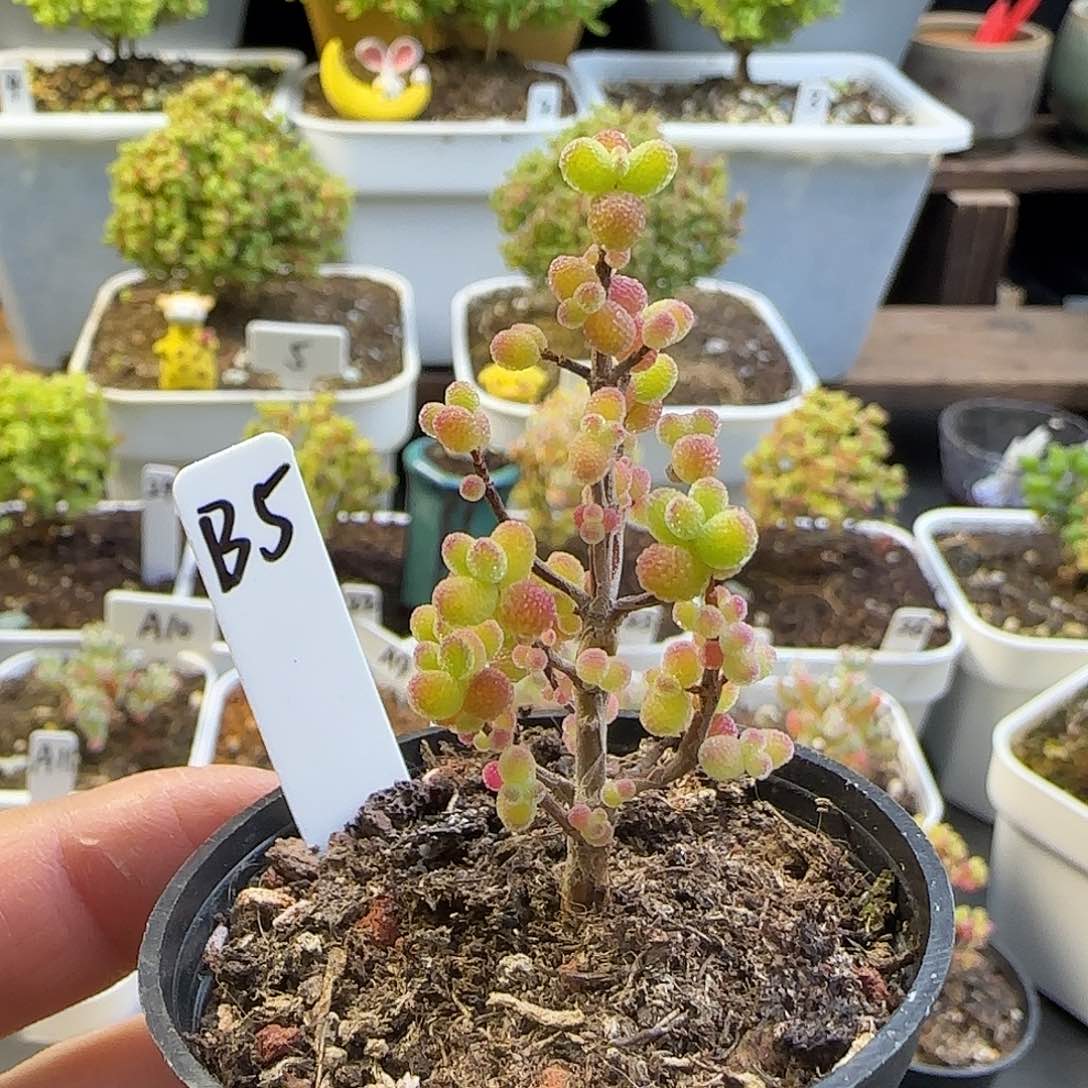 金桔糖球枝干番杏