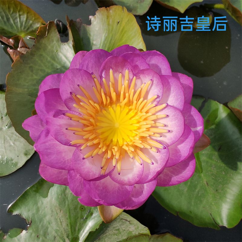 [诗丽吉皇后]耐寒睡莲带花苞水缸 池塘庭院水生植物