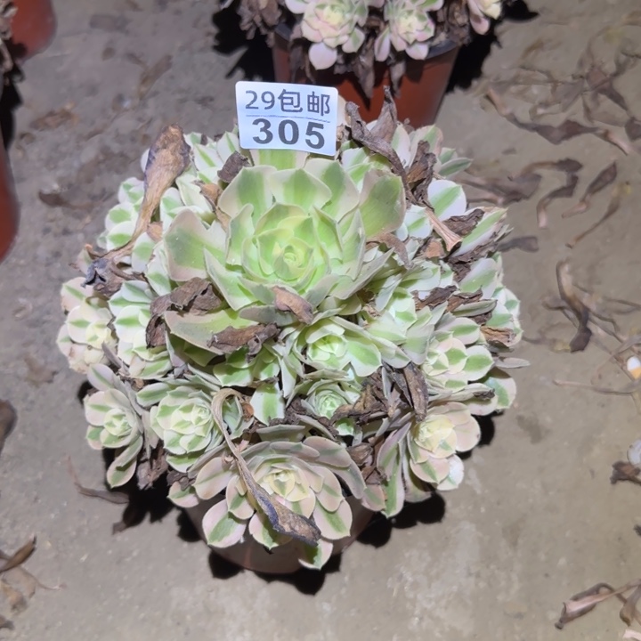 女巫……不包断枝……多肉植物的