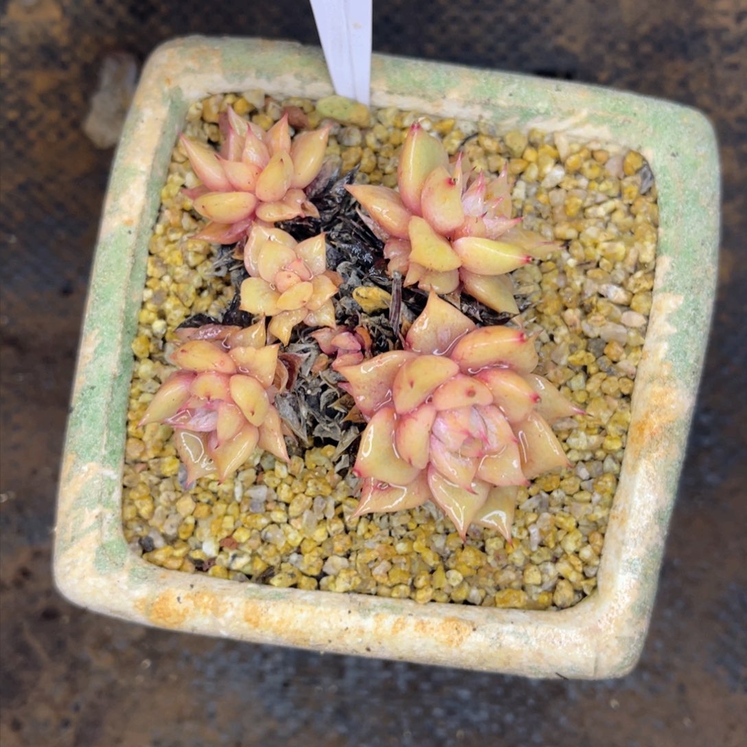 84号一物一拍。       