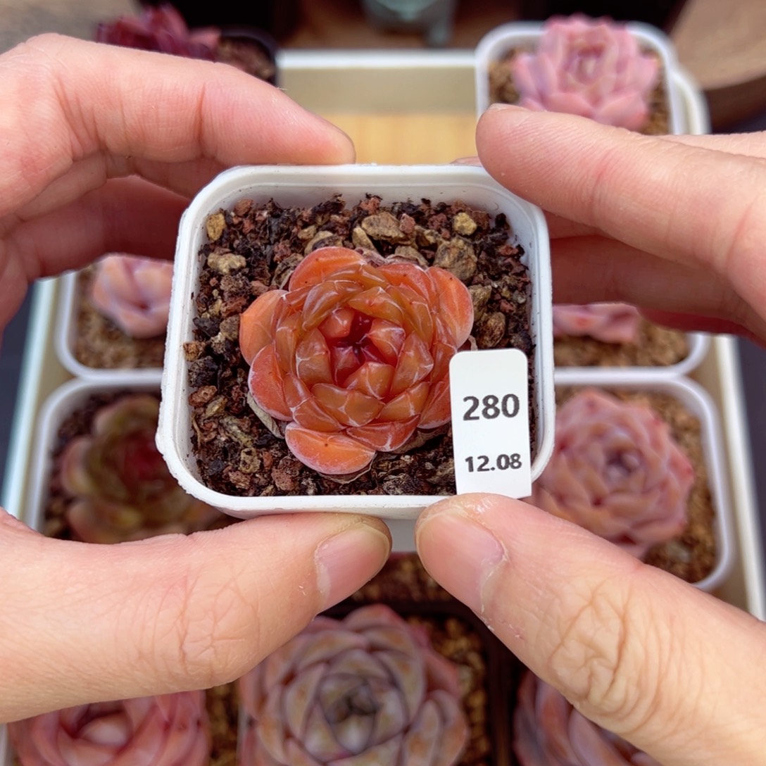 好好看280、哈哈哈哈