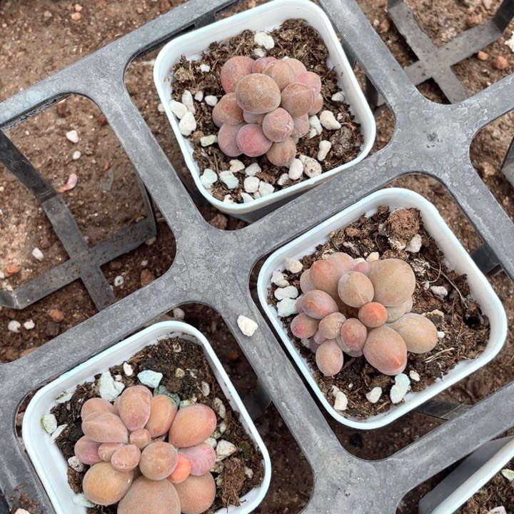 糖果群生量拍随机发