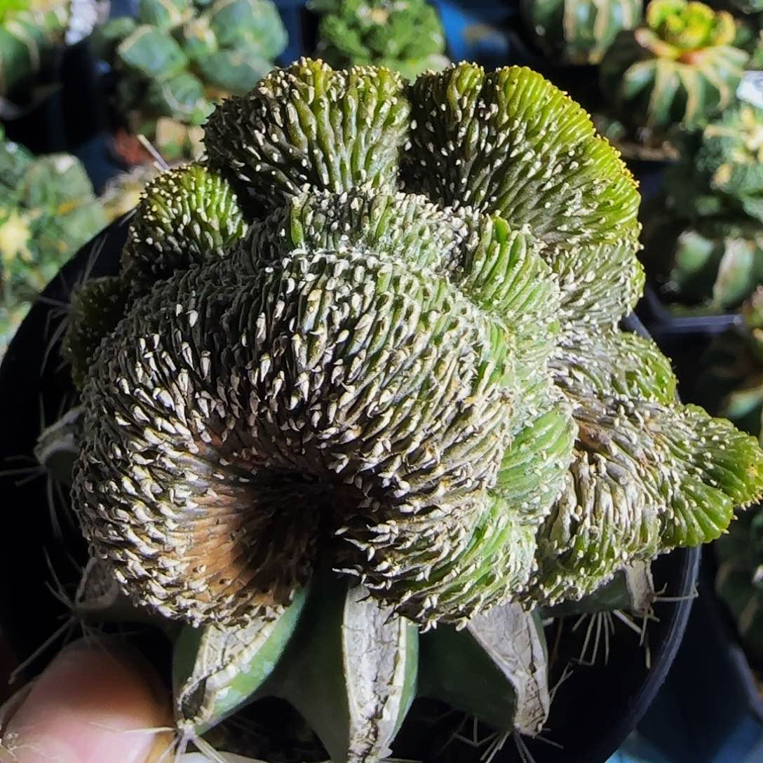 薄叶花龙缀化303