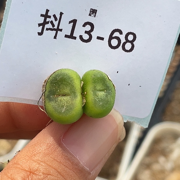 13-68水晶鞋多肉植物
