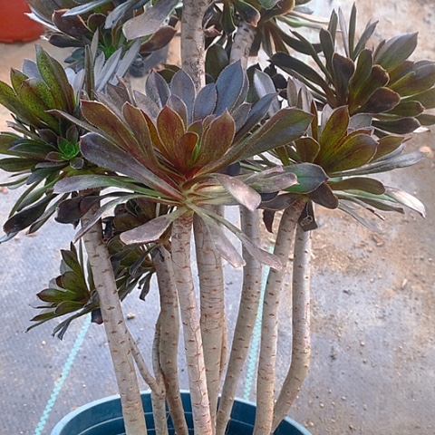 292灰法师多肉植物